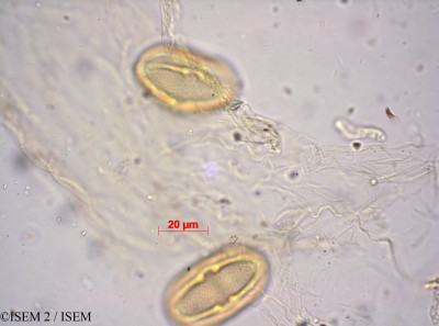 ISEM 2/Hermas_quinquedentata_26592/Hermas_quinquedentata_26592_0001(copy)_thumb.jpg